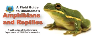 Amphibians & Reptiles Field Guide Thank You!