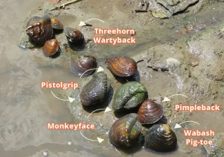 Mussels. Threehorn Wartyback, Pistogrip, Monkeyface, Pimpleback and Wabash Pig-toe.