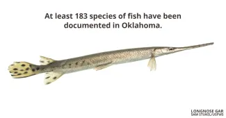 At least 183 species of fish have been documents in Okahoma.  Longnose Gar photo by Sam Stukel/USFWS