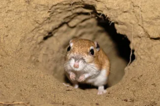 A small kangaroo rat, with shorter forelimbs than hind, perches in a tunnel. 