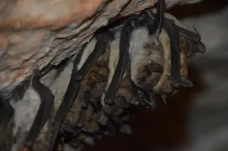 Bats hanging in cave.