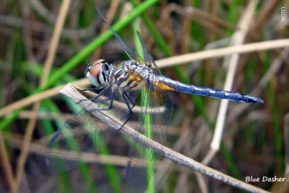 Blue Dasher (Dragonfly), photo provided by USDA