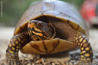 Box turtle, photo by Andrea Crews