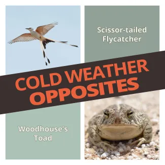 Cold Weather Opposites Graphic