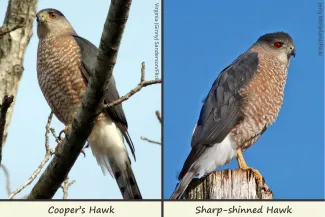 Cooper's Hawk (left) and Sharp-shinned Hawk (right), photos by Virginia (Ginny) Sanderson/Flicker (left) and Jerry McFarland/Flickr (right).