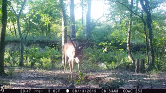 Trail camera image of a buck.