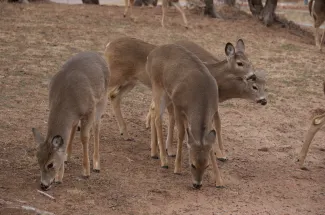 Group of deer in field.