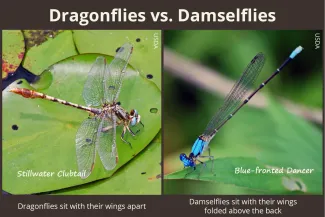 Dragonflies vs. Damselflies