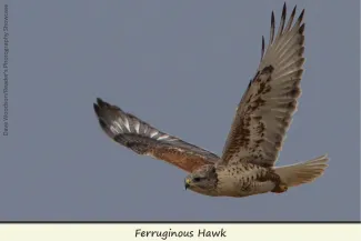 Ferruginous Hawk, photo by Dave Woodson/RPS