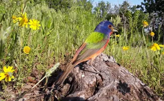 Painted buntings are one of many songbirds that benefit from forb-rich areas. (Fred Dissinger/RPS 2020)