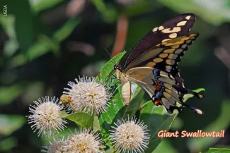 Giant Swallowtail, photo by USDA