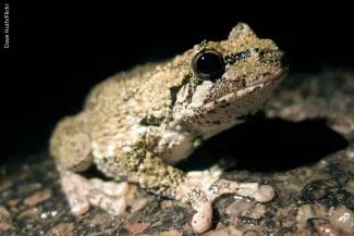 Gray Treefrog, photo by Dave Huth/Flickr