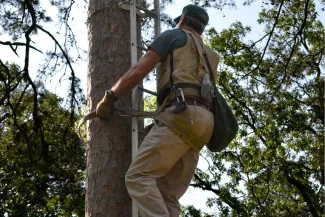 Biologist scaling tree at McCurtain County Wilderness Area.