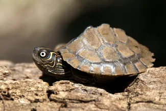Turtle Trivia  Oklahoma Department of Wildlife Conservation