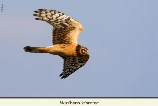 Northern Harrier, photo by Bill Horn