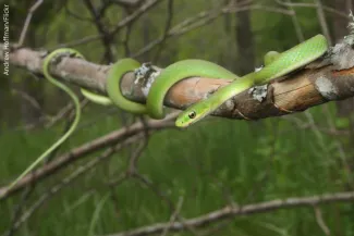 Northern Rough Greensnake, photo by Andrew Hoffman/Flickr