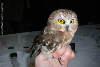 Northern saw-whet owl, photo by Herman Mays/Flickr