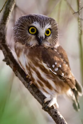 Northern saw-whet owl, photo by Rich Leche/Flickr