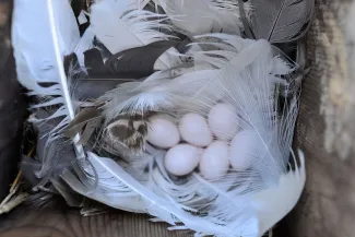 Eggs in a nest box.
