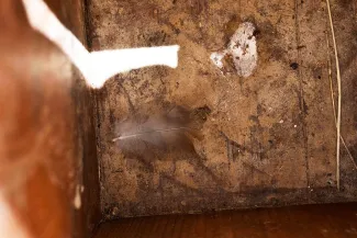Inside a nest box.