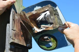 Mirror being used to look in nest box.
