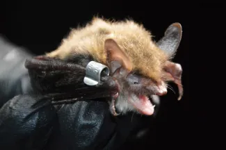 Northern Long eared Bat, photo by Jena Donnell/ODWC