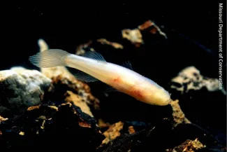 Ozark Cavefish, photo provided by Missouri Department of Conservation