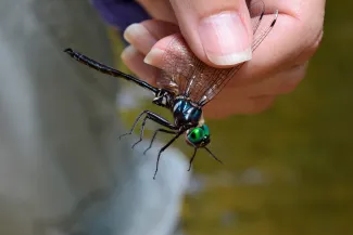Ozark Emerald dragonfly.