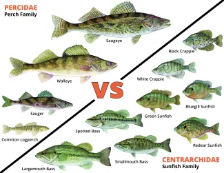 Percidae fish family versus the Centrachidae fish family.