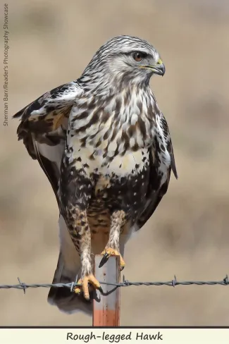 Rough-legged Hawk, photo by Sherman Barr/RPS