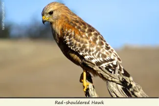 Red-shouldered Hawk, photo by Ioren Chipman/Flickr