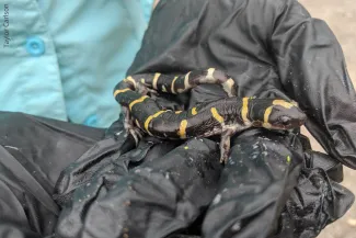 Ringed Salamander, photo by Taylor Carlson