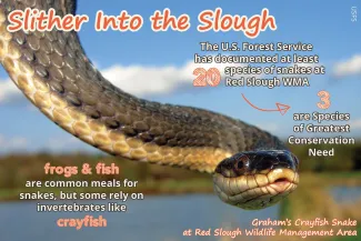 Slither Into the Slough info/facts.