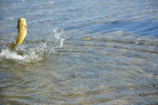 Smallmouth bass jumping out of the water.