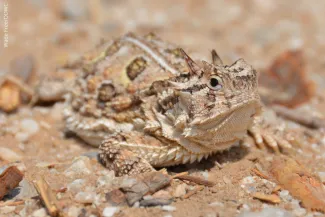 Texas Horned Lizard, photo by Wade Free