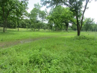 Field with trees showing timber improvement.