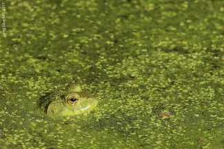 Frog in pond.  Photo by Greg Silva/RPS 2017