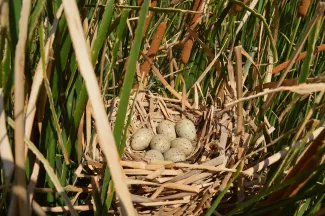 Nest of eggs in cattails.