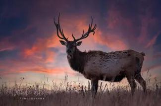 Elk in a field. Photo by Michi White/RPS