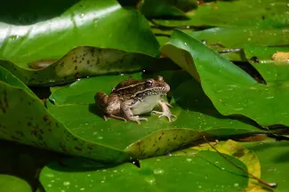 Frog on a pad.