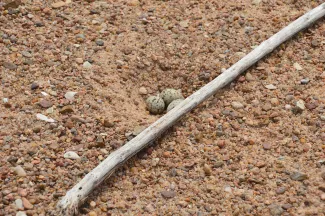 Least tern nest in sand.