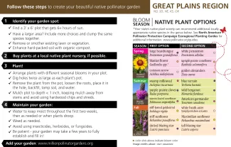Steps to create your beautiful native pollinator garden.