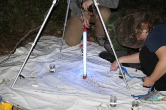Student collects invertebrates at night.