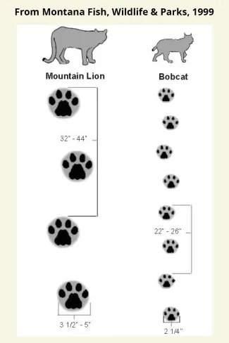 Mountain Lion tracks compared to Bobcat, provided by Montana Fish, Wildlife & Parks (1999)