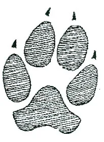 Dog track for comparison with other wildlife.