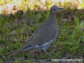 White-winged Dove, photo by William Powell/USFWS