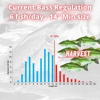 Current Bass Regulation 6 fish/day - 14" Min size harvest chart.