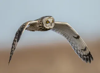 Short-eared Owl, photo by Harry Burkhalter/RPS 2021