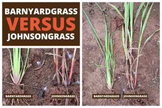 Barnyardgrass vs. Johnsongrass