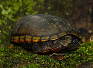 A turtle with a smooth back peaks out of its shell. 